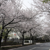 近所の桜並木
