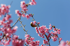 河津目白桜