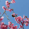 河津目白桜