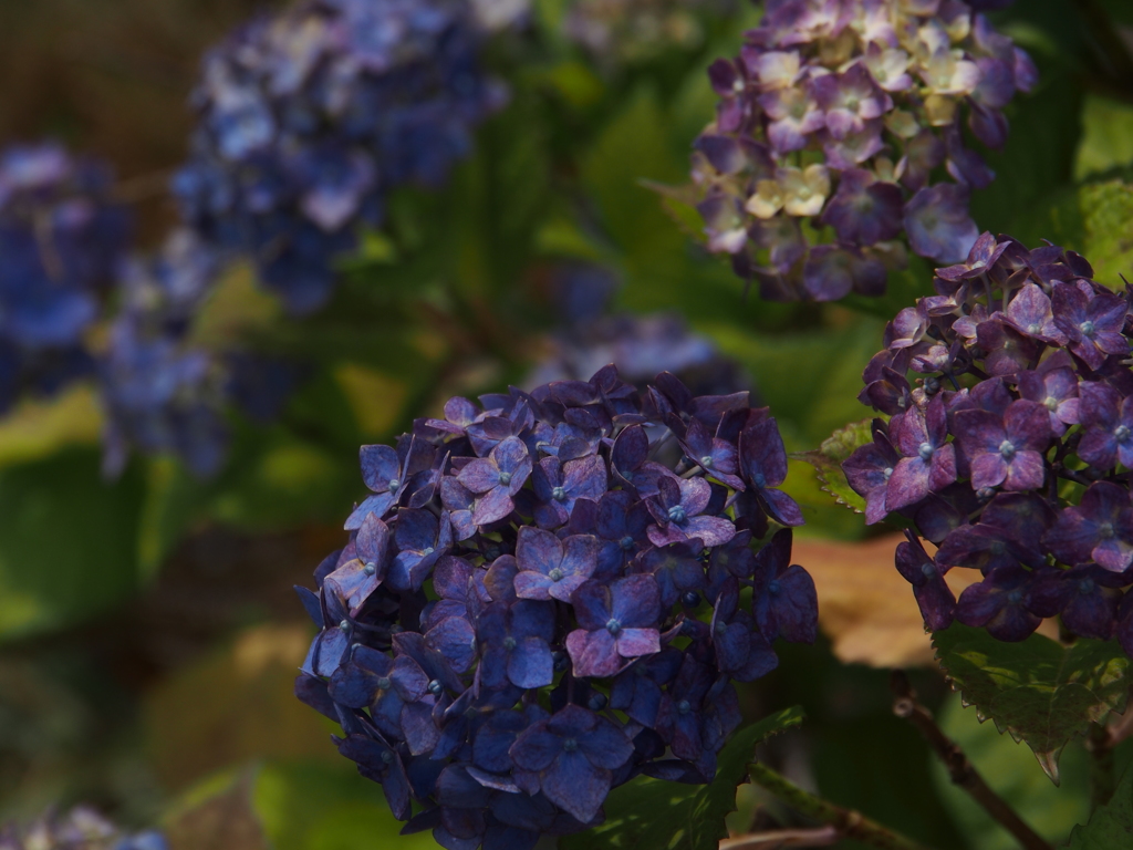 紫陽花