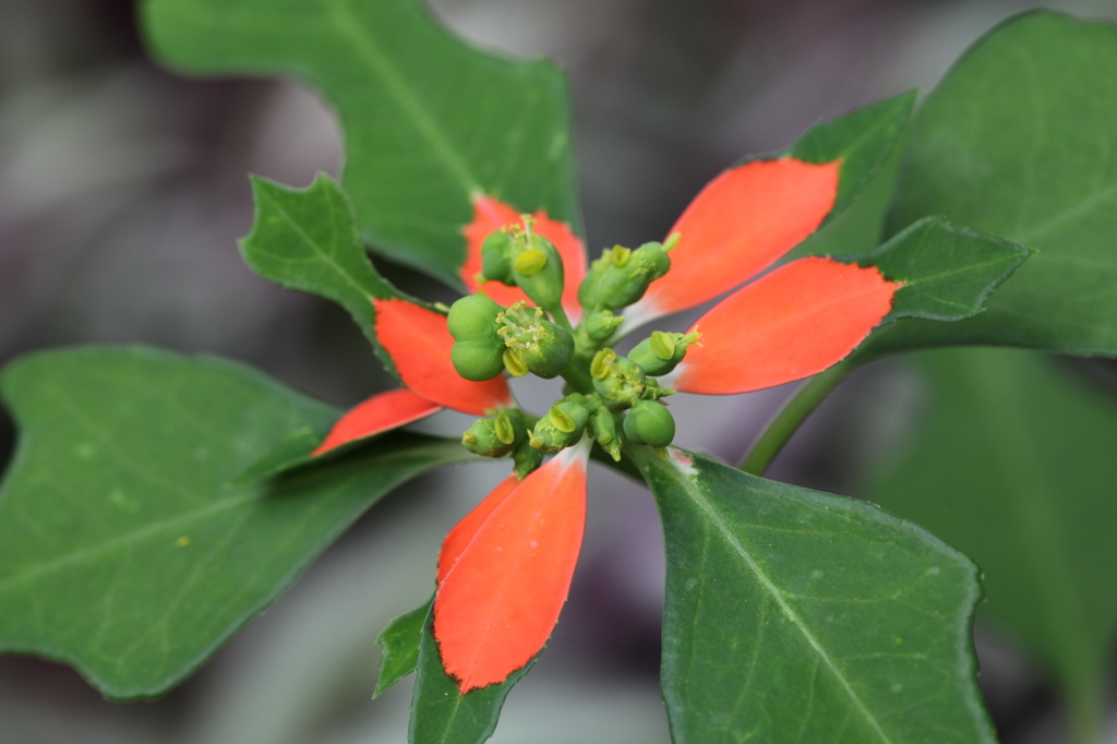 花？葉？
