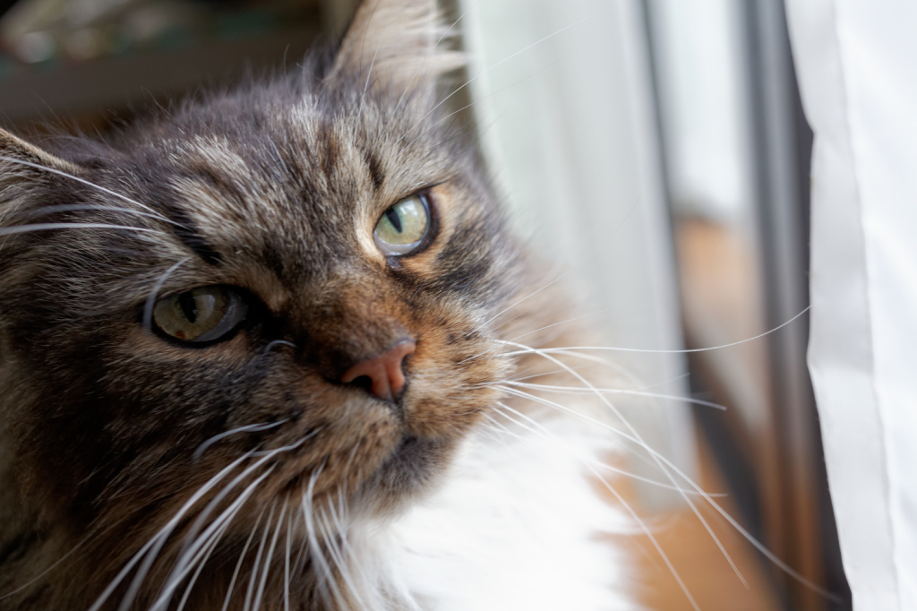 EF40F2.8STM