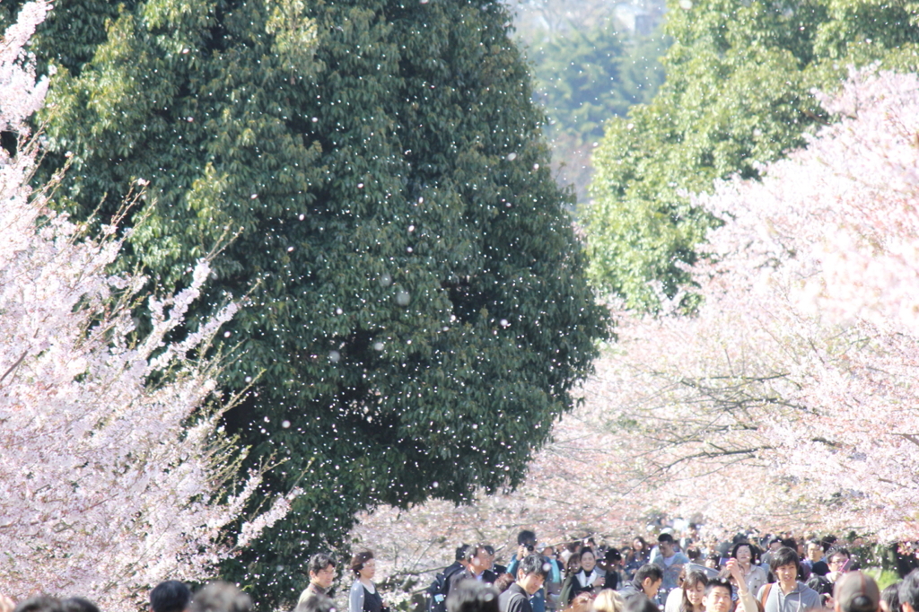 桜吹雪