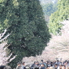 桜吹雪
