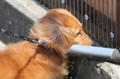 わがままなやつ
