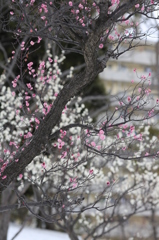 春よ来い