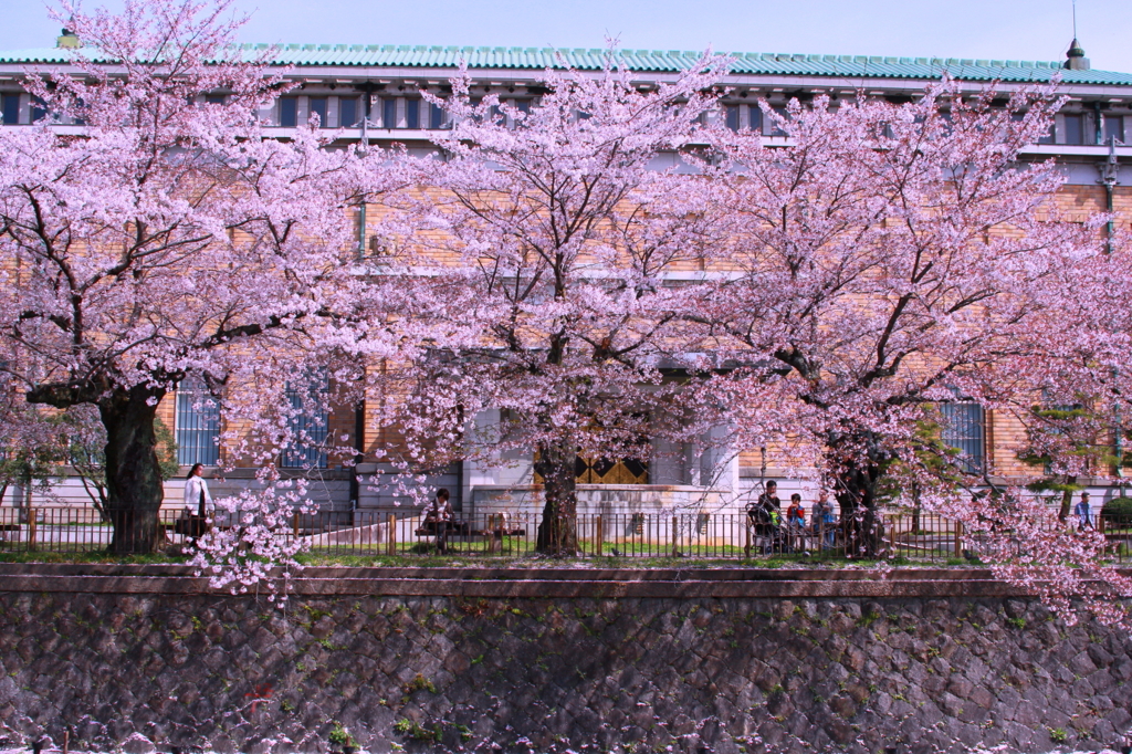 桜並木