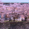 桜並木