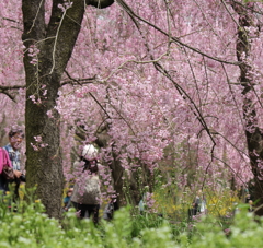 しだれ桜
