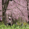 しだれ桜