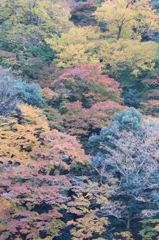 山珊瑚