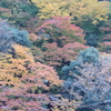 山珊瑚