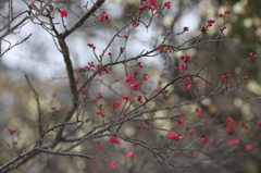 紅梅