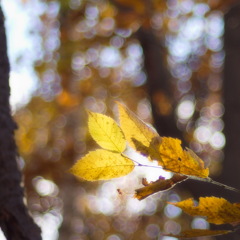 秋の陽射しで輝く葉