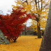 鶴山公園3