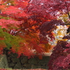 鶴山公園5
