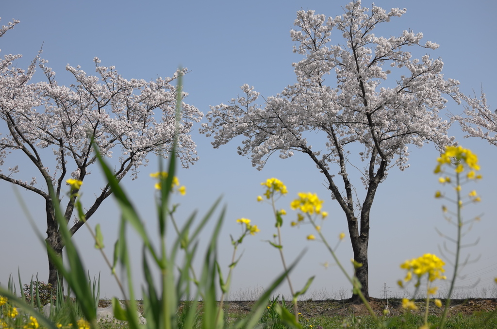 桜並木で