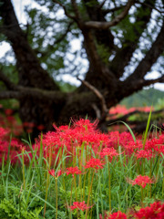 蓑沢彼岸花公園③