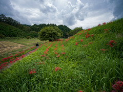蓑沢彼岸花公園①