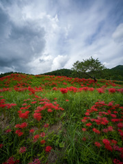 蓑沢彼岸花公園②