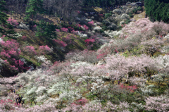 青梅 吉野梅郷