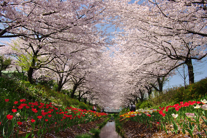 華やかな桜とチューリップ　