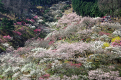 梅の花香る