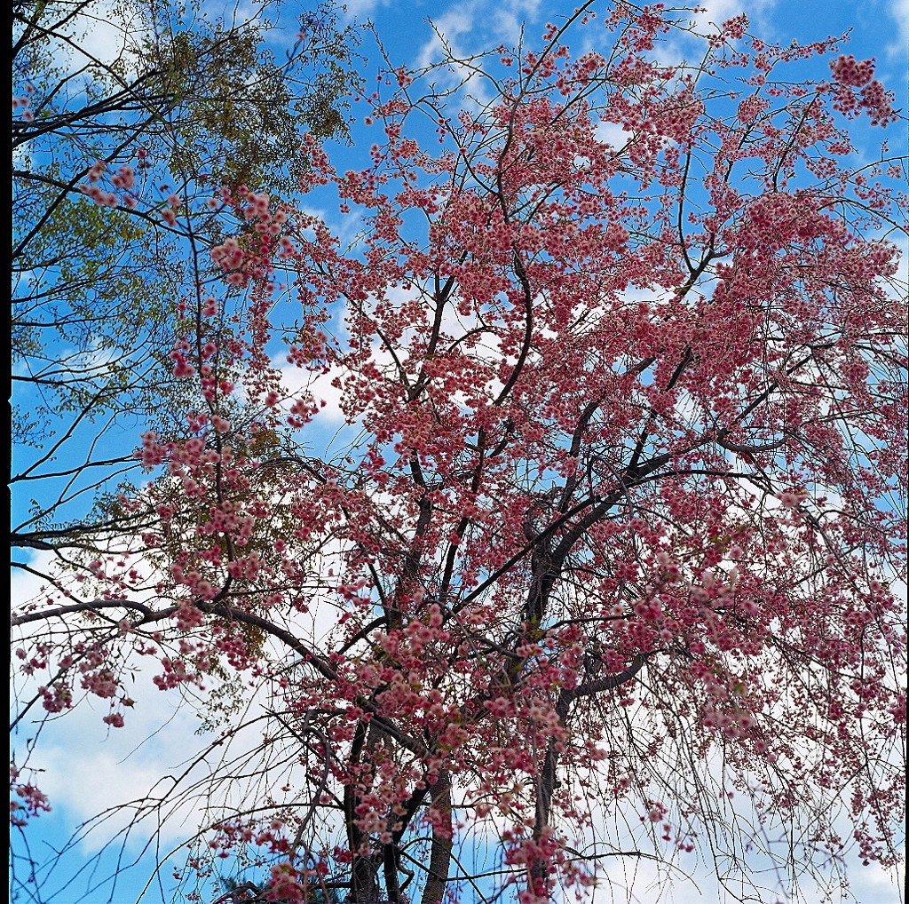 ５月のsakura