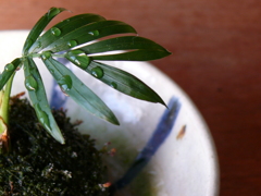 そろそろかな・・・