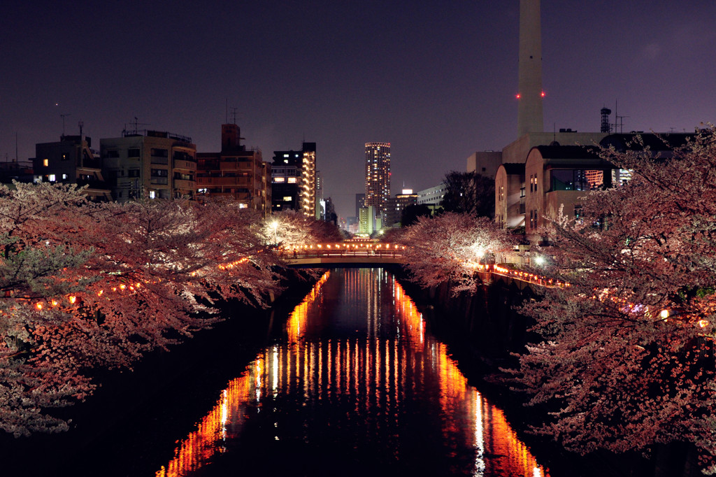 目黒　夜桜