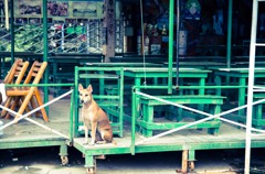 アユタヤにて #5