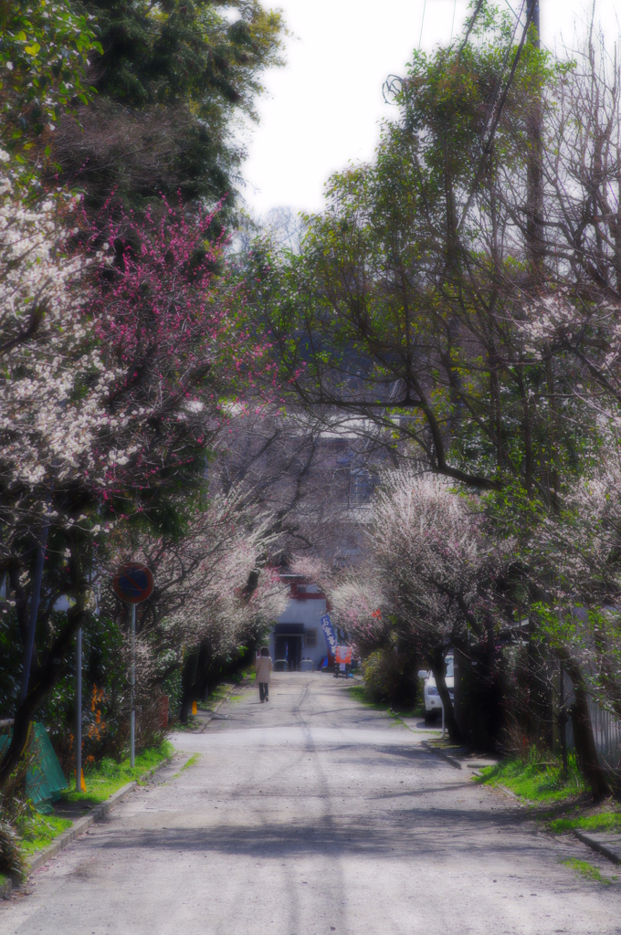 春色の道