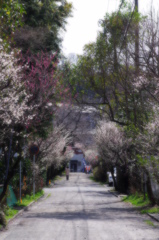 春色の道