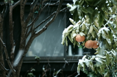 雪とみかん