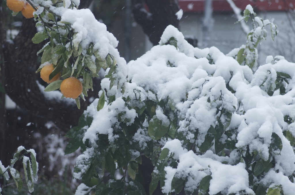 雪とみかん