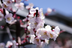 梅の花