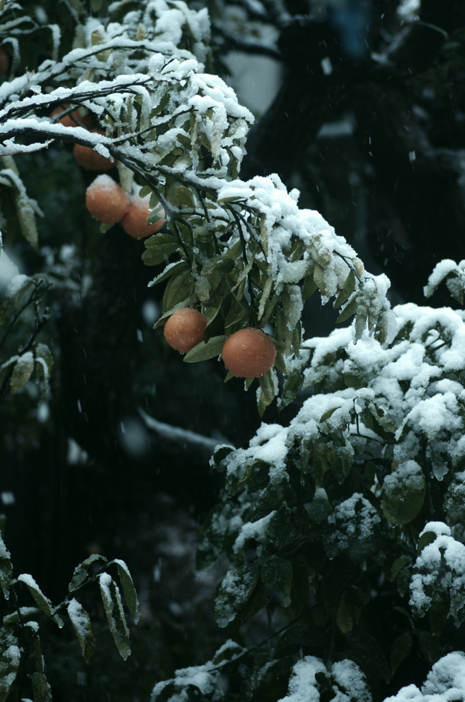 雪とみかん