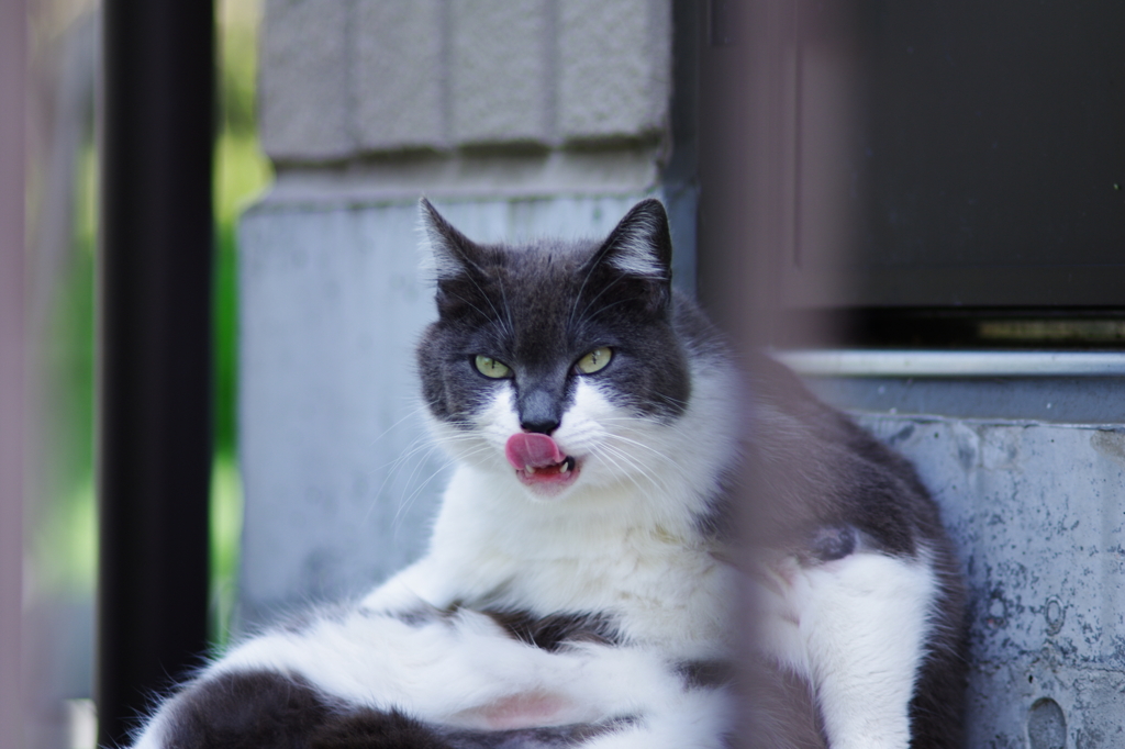 舌なめずり