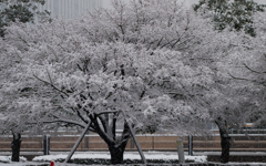 雪桜