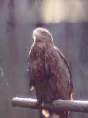 THE GOLDEN　EAGLE