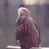 THE GOLDEN　EAGLE