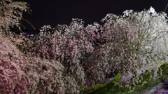 夜桜並木