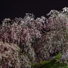 夜桜並木