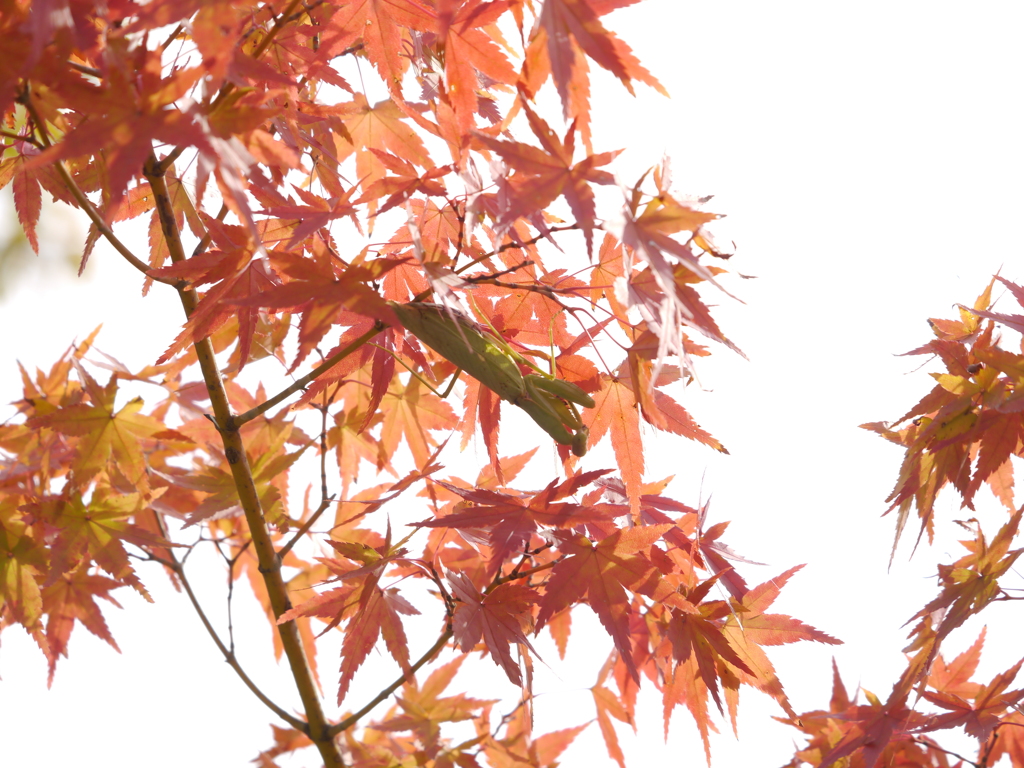 カマキリさん