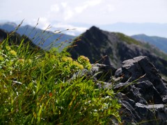 イワベンケイ