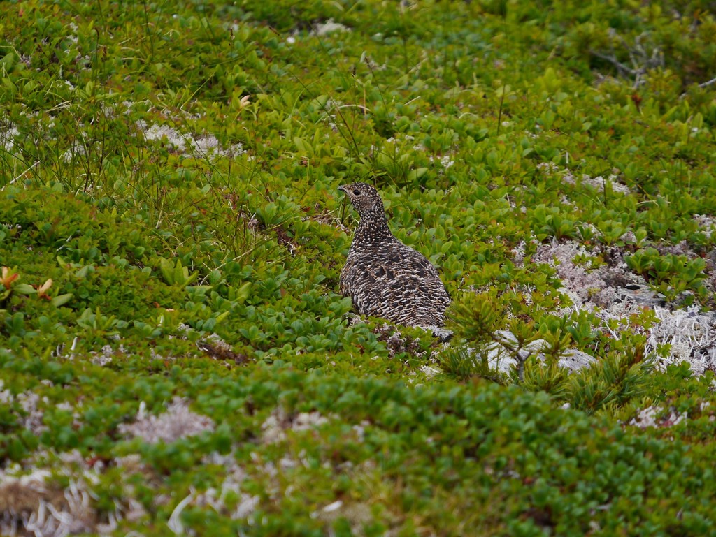 雷鳥さん