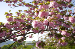 八重桜 尾道