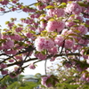 八重桜 尾道