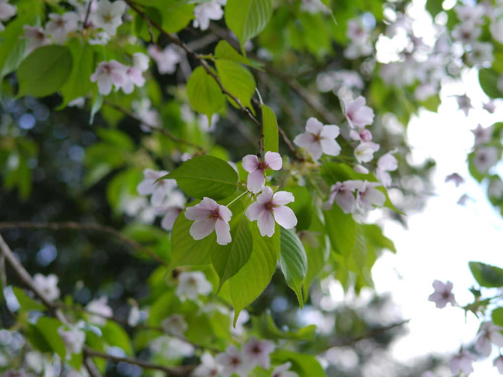 葉桜