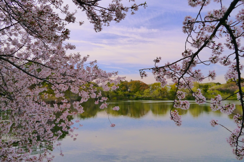 桜　池　森